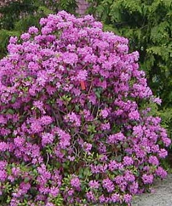 Rhododendron  